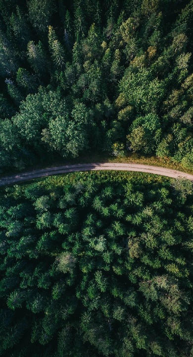 une route &agrave; travers une for&ecirc;t