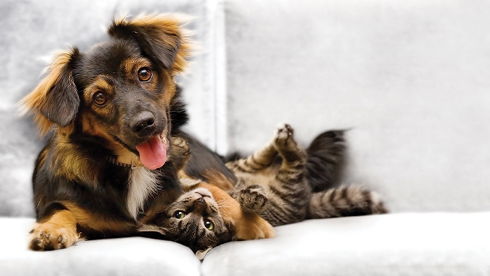 Comment enlever les poils de chien sur un canap&eacute; et les coussins
